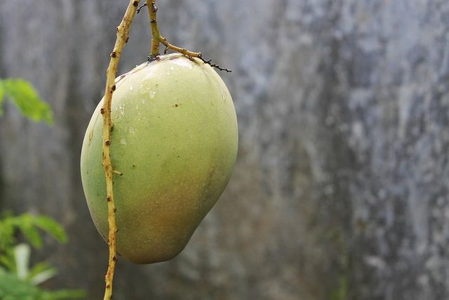 fruit-3077976__480.jpg