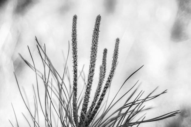 DSC01937-BW-3-2-ST.png