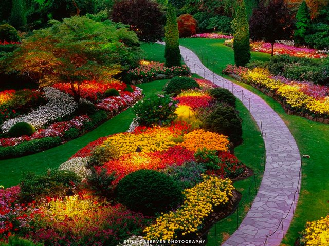 colorful garden.jpeg