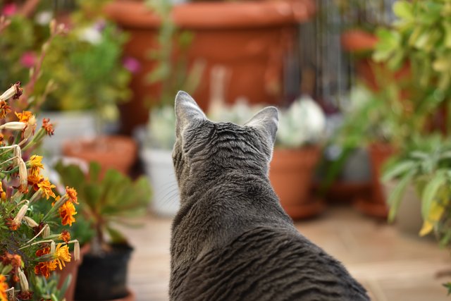 Suzi balcony 2.jpg