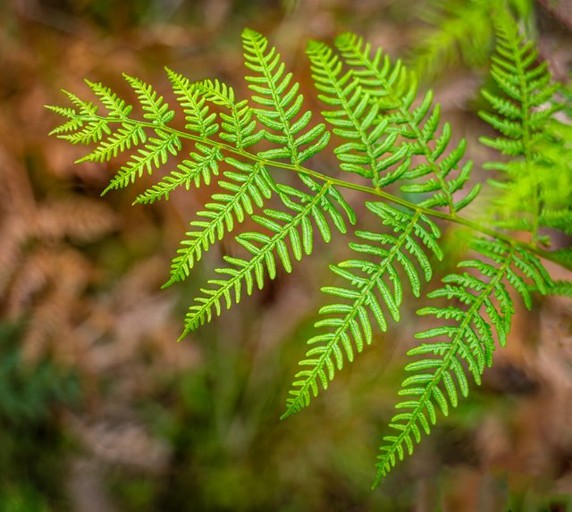 _DSC2866-Edit-Edit.JPG