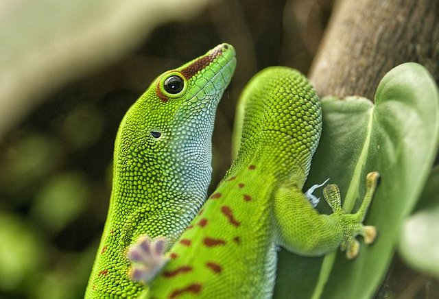 lizard-638493__480.jpg