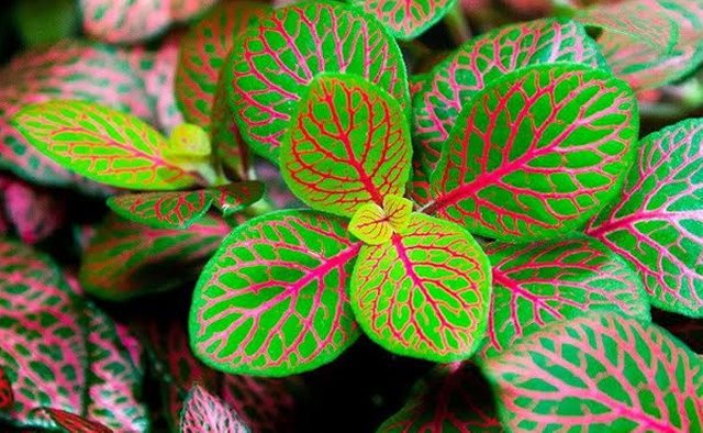 silver-nerve-plant.jpg