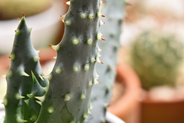 Aloe Reitzii 2.jpg