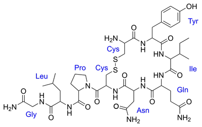 800px-Oxytocin.svg.png