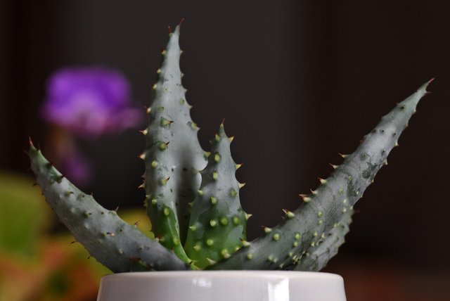 Aloe Reitzii 1.jpg