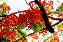 Anzucht aus Samen: Der Flammenbaum (Delonix regia)  Steemit
