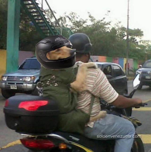 perro motorizado.jpg