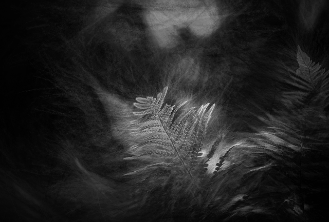 _DSC6546-CHi-BW-ST.png
