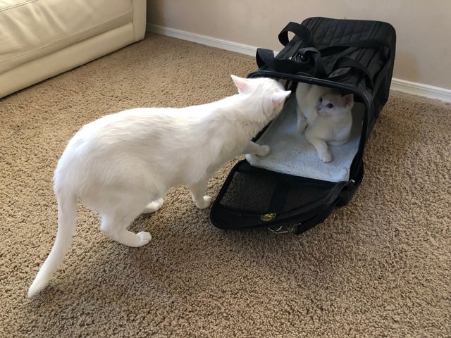 kitties to vet.jpg