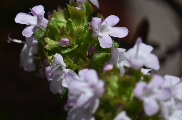 Thyme flower 3.jpg