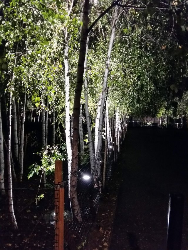 trees at night.jpg