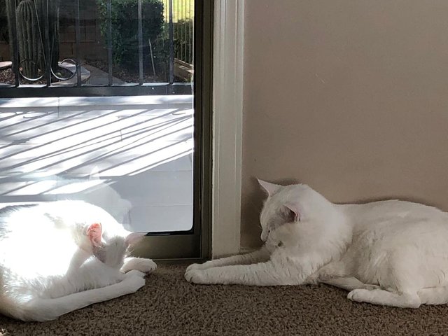 kitties together.jpg