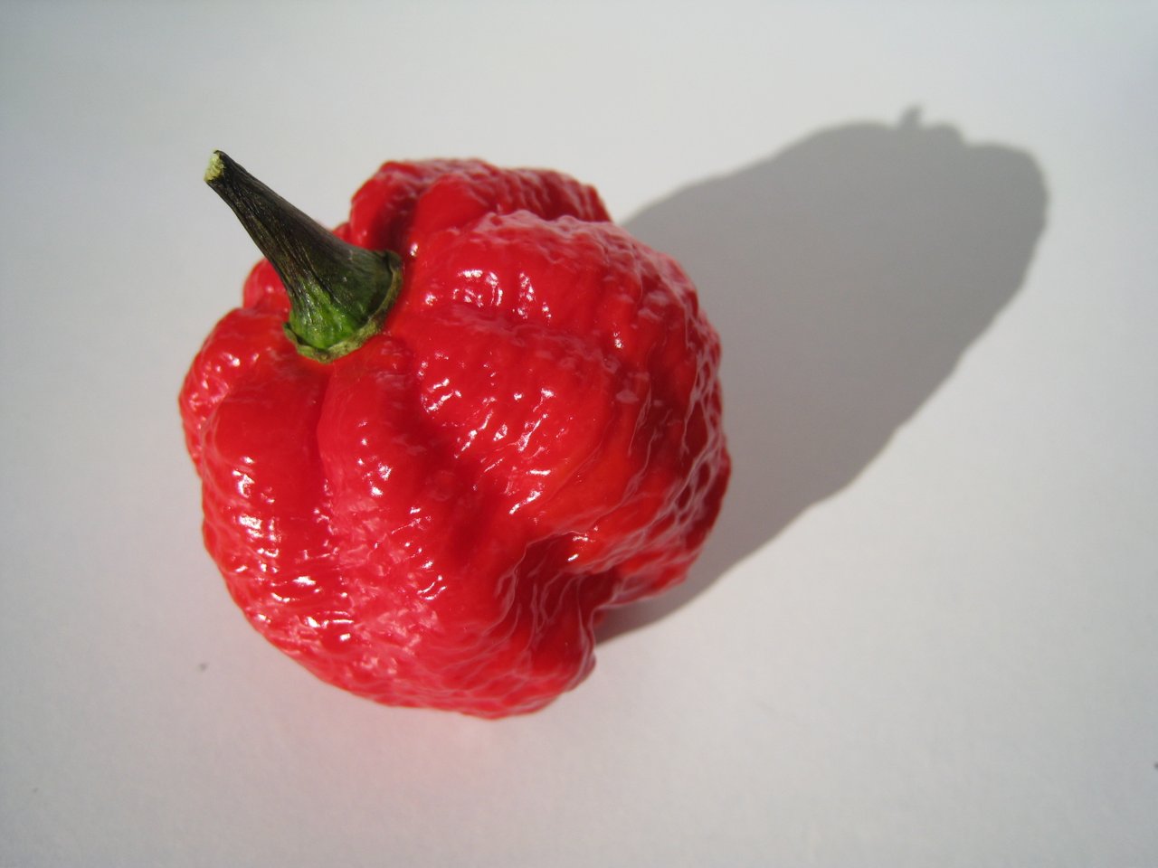 Каролинский жнец. Перец chili infinity. Каролинский жнец. Самый острый перец в мире. Самый острый перец в мире как называется.