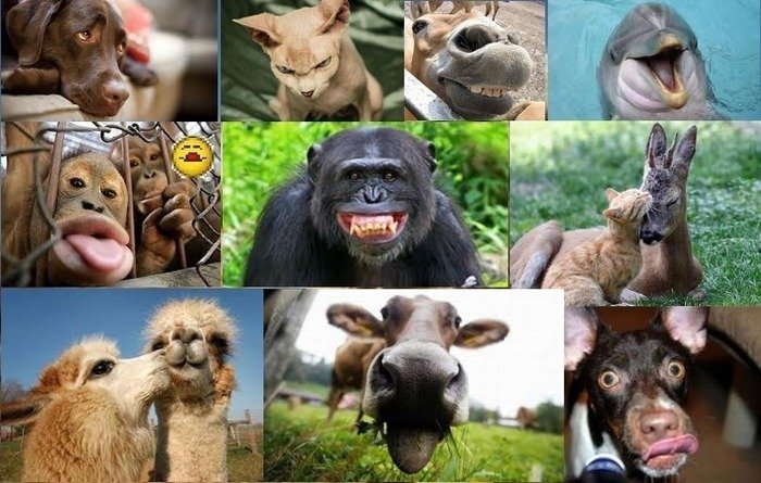 Animals emotions. Эмоции животных. Коллаж Веселые животные. Животные с разными эмоциями. Эмоции животных в рисунках и фотографиях.
