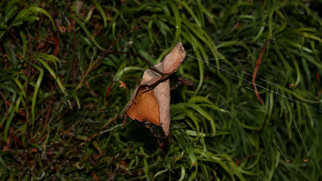 Tetragnathidae Phonognatha graeffei Leaf BY Tas 2018-02-07.jpg