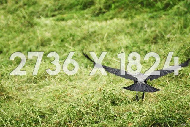 03 2736x1824 Thumbnail Secrets of the Moon Crow Glider.jpg