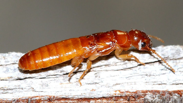 Staphylinidae MV BY Tas.jpg