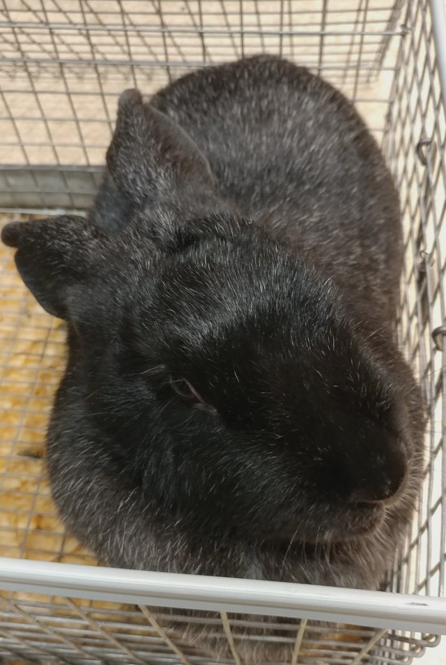 animalphotobunnypeppermint1ok.jpg