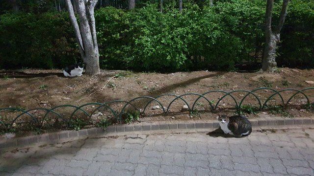 IMAGE 2021-04-20 01:20:10.jpg