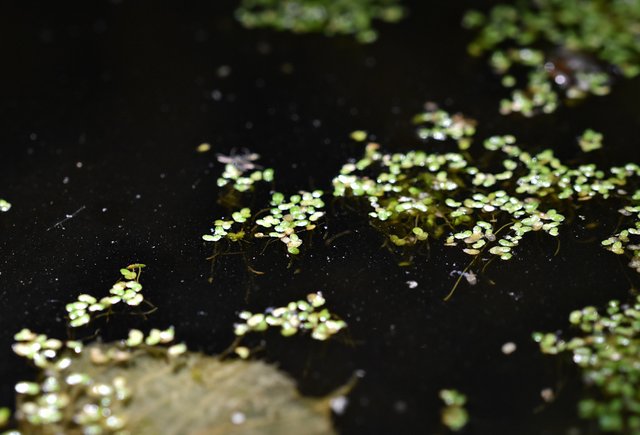 Duckweeds rzesa wodna 1.jpg