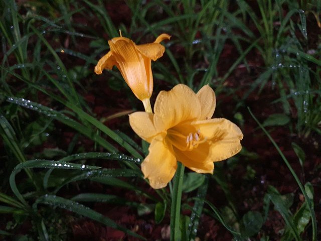 IMAGE 2021-06-19 16:23:46.jpg