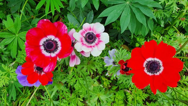 IMAGE 2021-05-12 10:25:31.jpg