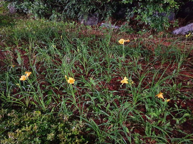 IMAGE 2021-06-19 16:24:03.jpg