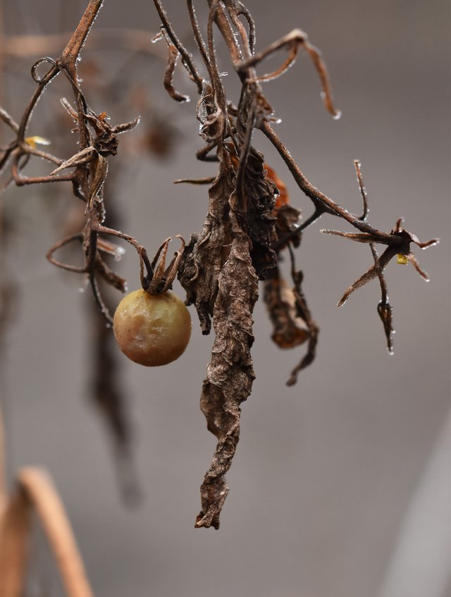 dry tomato winter frost.jpg