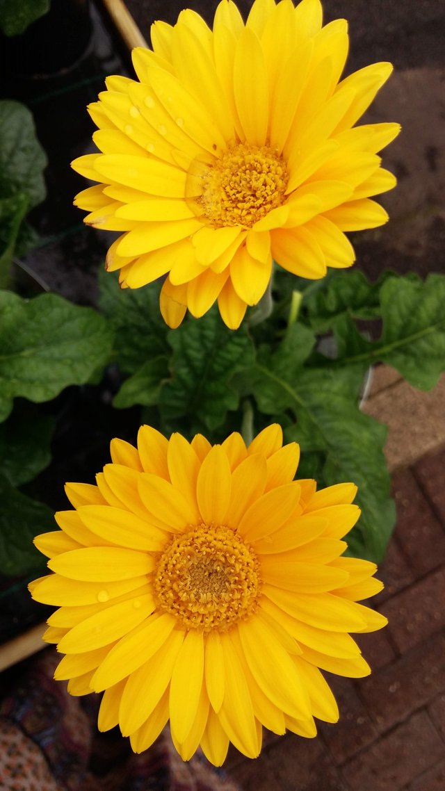 gerberas after the rain.jpg