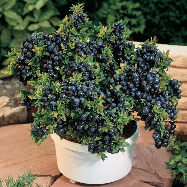 Growing Blueberries indoors all Winter What?  Steemit