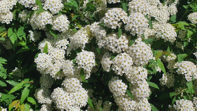 IMAGE 2021-05-11 12:32:12.jpg