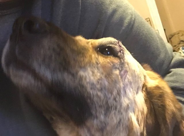 Milo's hug for Karenb54.JPG