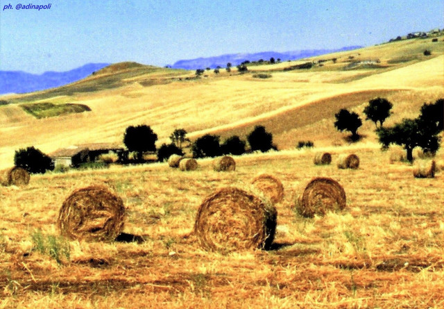 Rotoloni paglia - Copia.jpg