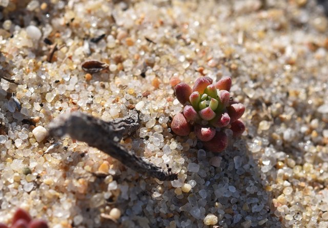 Sedum Sediforme beach 2.jpg