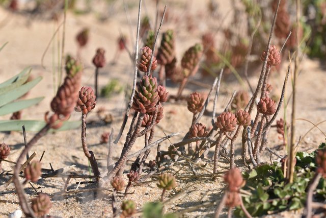 Sedum Sediforme beach 1.jpg