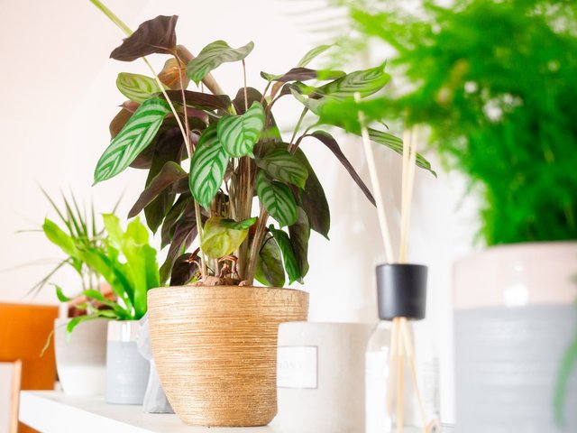 Calathea Zebrina Plantae..jpg
