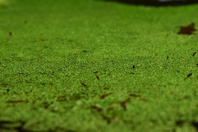 Duckweeds rzesa wodna 2.jpg
