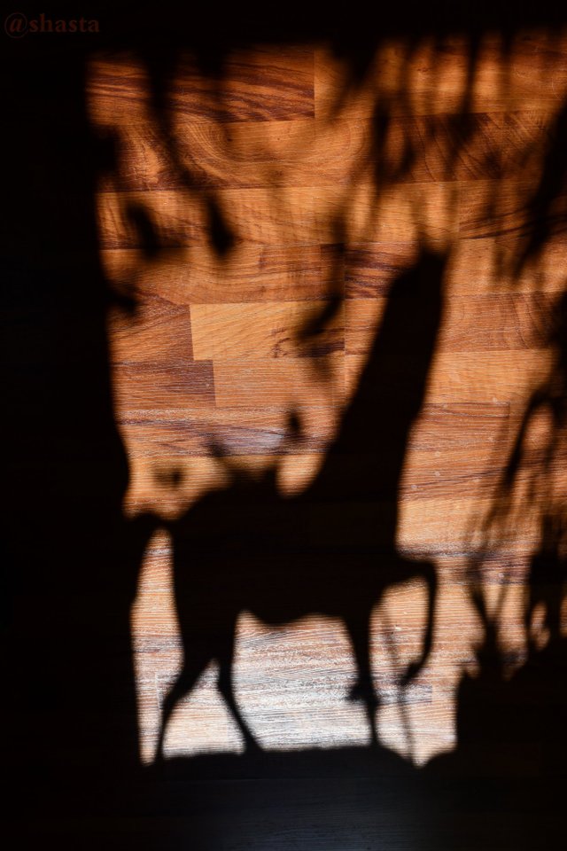 shasta2019april17th47horse8io.jpg