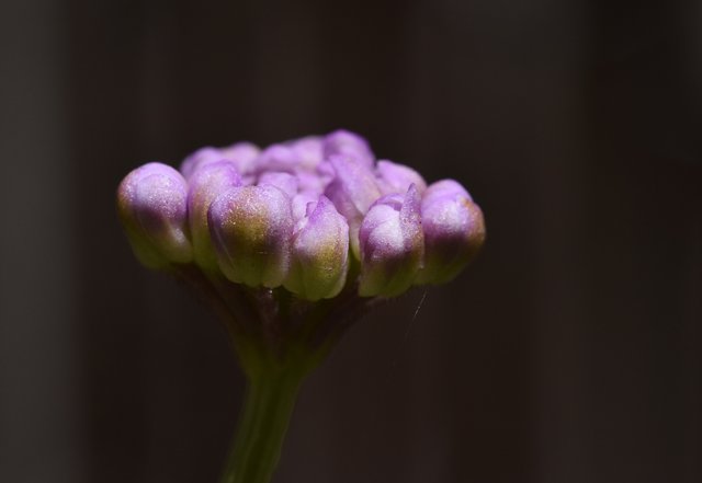 candytuft flower buds 1.jpg