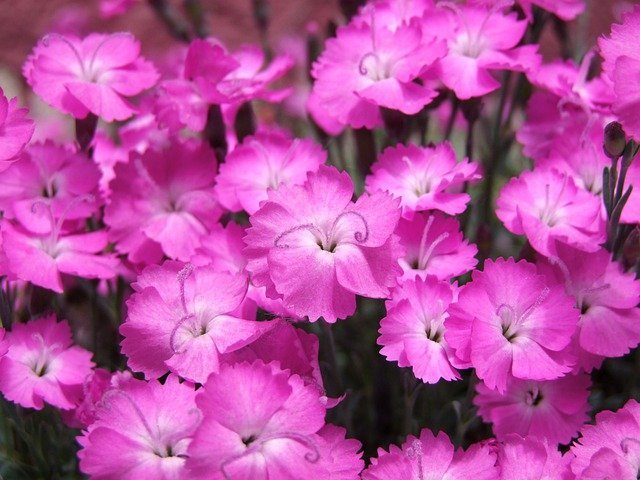 kahori-carnations-6356574_640.jpg