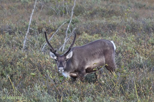 shasta2018spet2nd47caribou7io.jpg