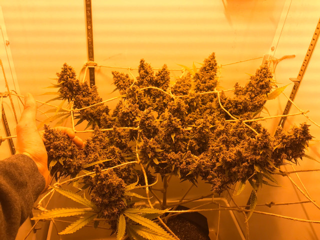 blue dream week 9 .JPG
