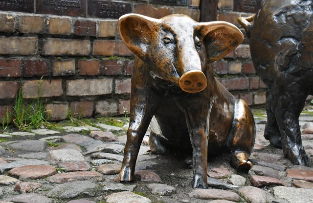 Wroclaw jatki animals 4.jpg