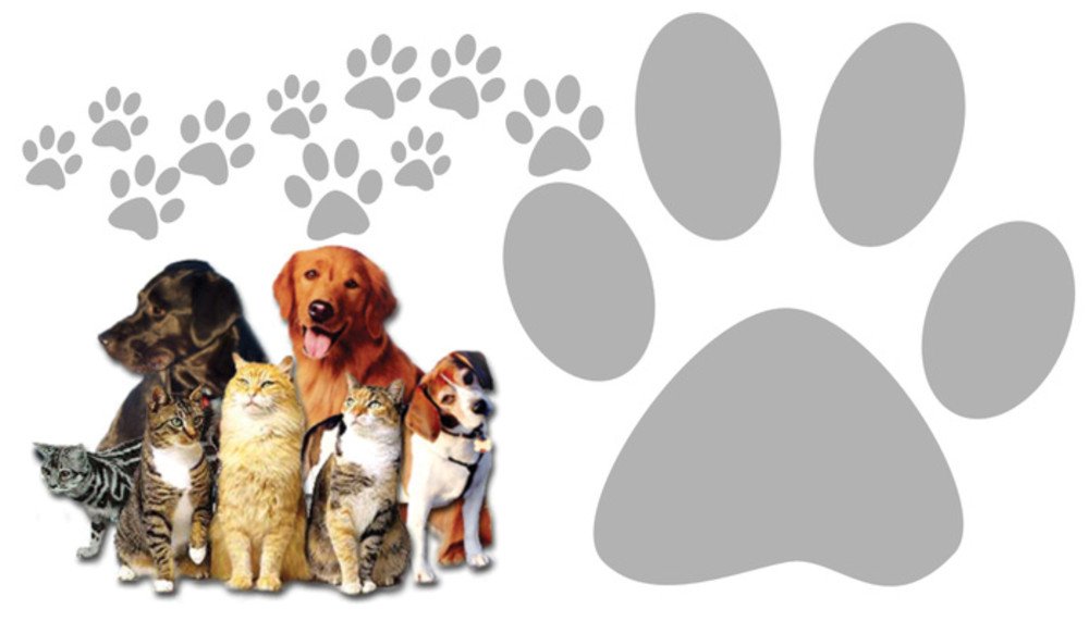 Cat in a dogs world. Фон для зоомагазина. Фоновое изображение для зоомагазина собак. Фон питомцы. Баннер с животными для зоомагазина.