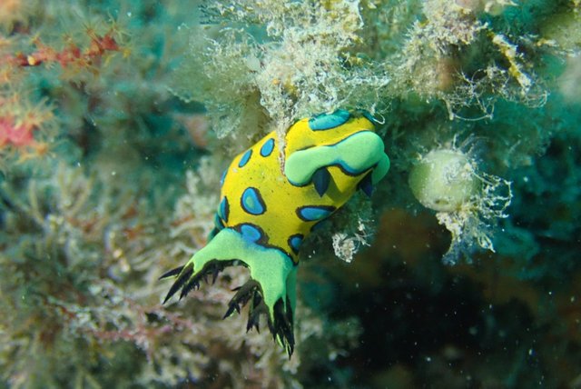 푸른점능선갯민숭이.jpg