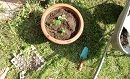 gardening pumpkin planting and growing days 13-35 thumbnail small.jpg