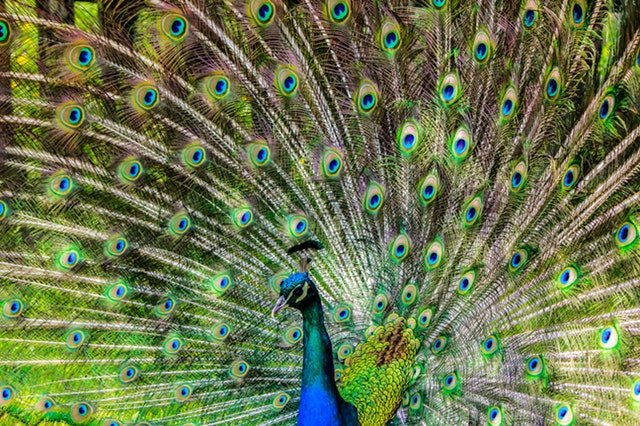 animal-animal-photography-close-up-65894.jpg