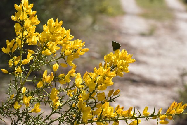 Green hairstreak butterly ulex 2.jpg