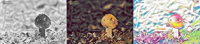 shasta2018oct11th47amanita7muscaria101io.jpg
